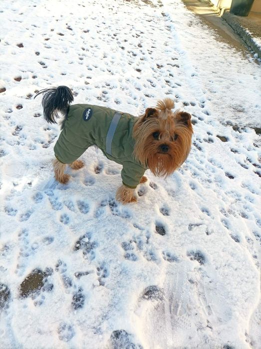 Вязка -йоркширский терьер