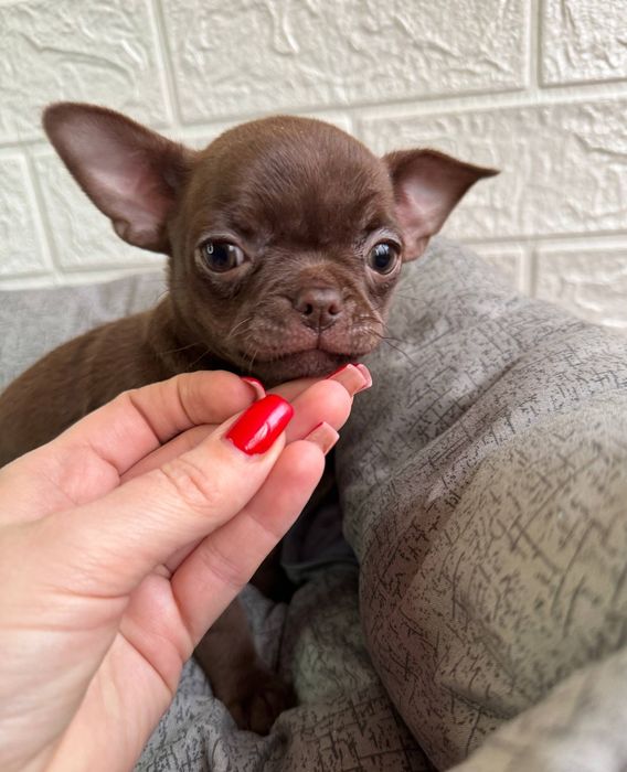 Чихуахуа шоколадний хлопчик