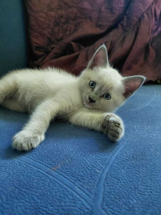 Віддам в добрі руки кошенят