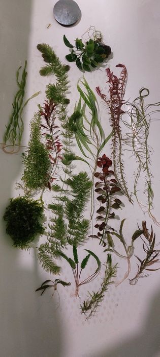 Рослини для акваріуму