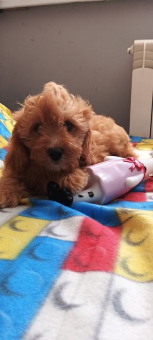 Cavapoo -wesola dziewczyna