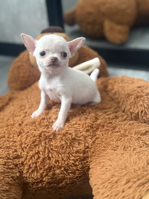 Дівчінка   Миколаїв