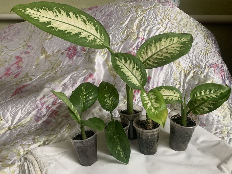 Диффенбафія. Кімнатна рослина.
