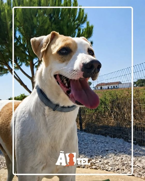 Pet Sitting - Santarém e Torres Novas