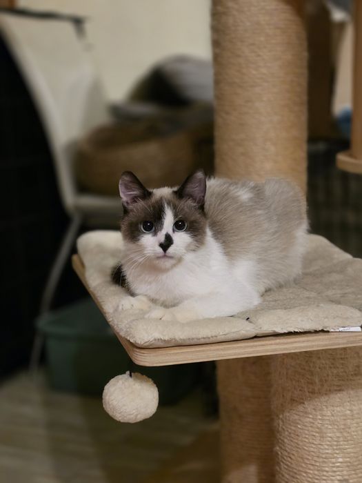 Kotka młodziutka szuka domu