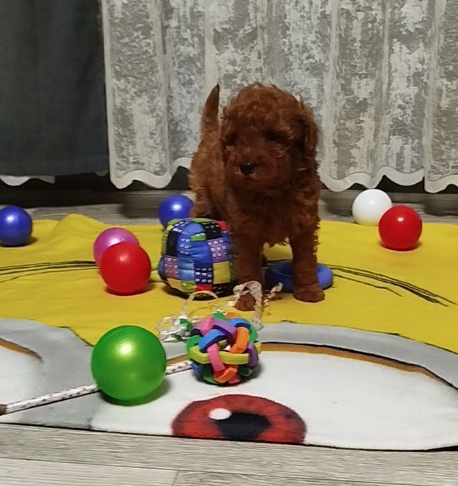 Мальчишки пуделя