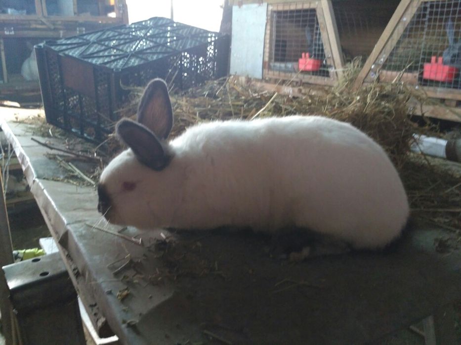 Продам Кролики кролі