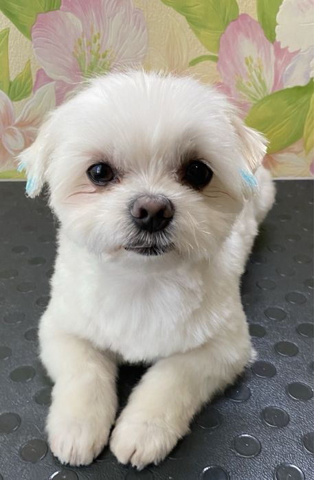 Груминг собак мелких пород.