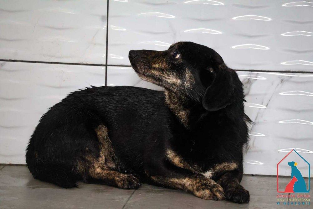 mały piesek Tuco szuka domu