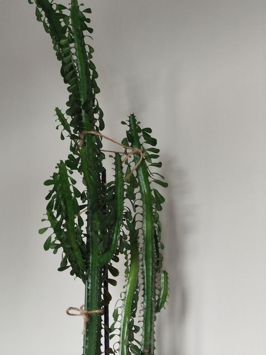 Wilczomlecz 150 cm.
