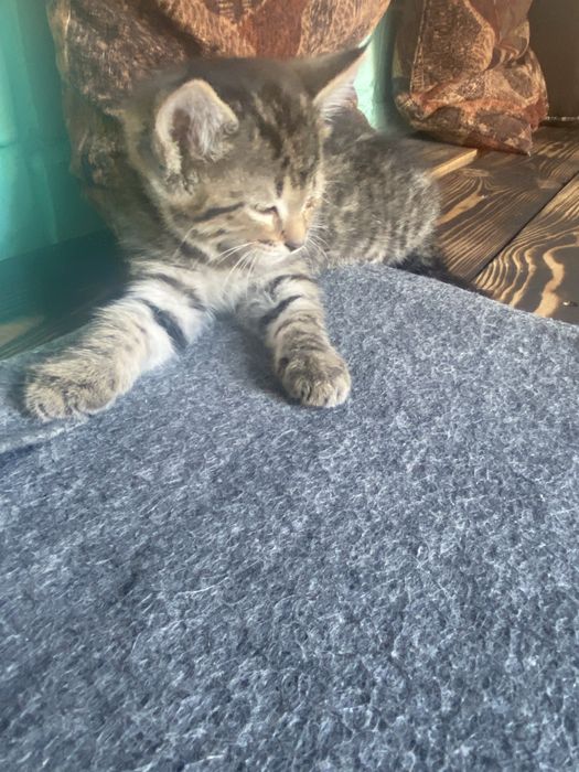 Котята безплатно