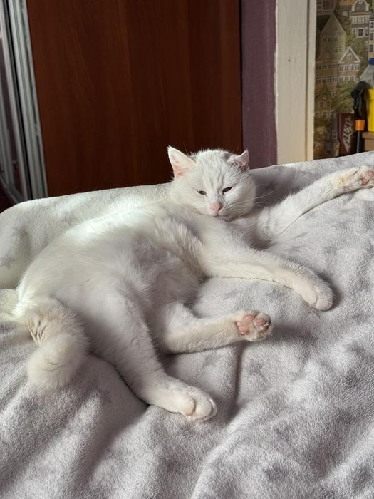 Стерилизация животных без швов и бандажей без обработки