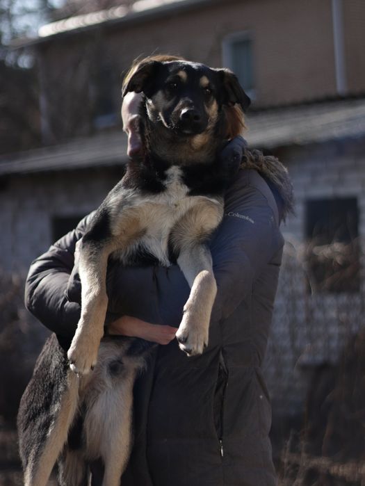 Віддам безкоштовно песиків.