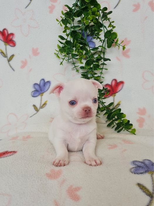 Excecional menino mini Chihuahua/Chiuaua,Qualidade, LinhagemRussa