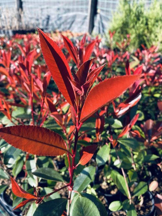 Photinia red robin cerca de 50cm