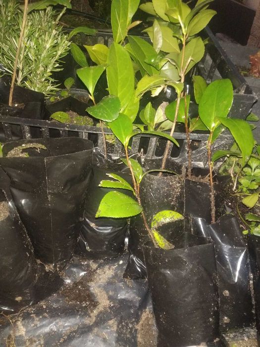 Camélia Japoneira replantar