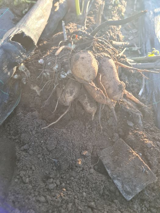 Batata yacon biológica "batata do diabético"