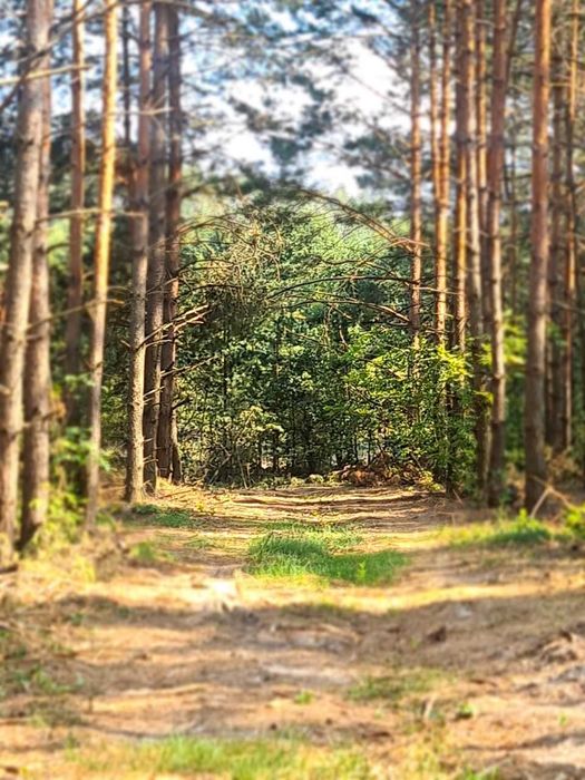 Продам землю 225 соток.Київська область.Макарівський район.Яблунівка.