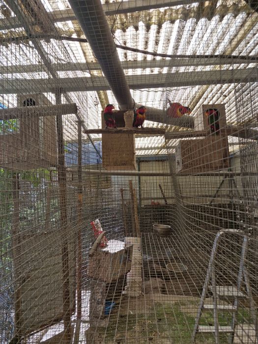 Cedem-se loris yellow bibed