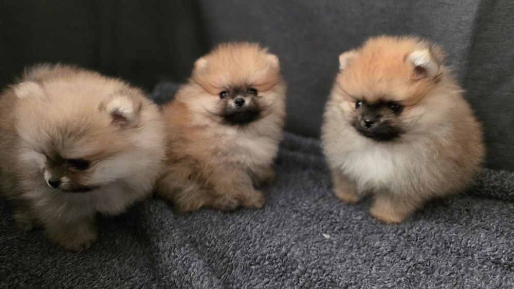 Szpic miniaturowy pomeranian