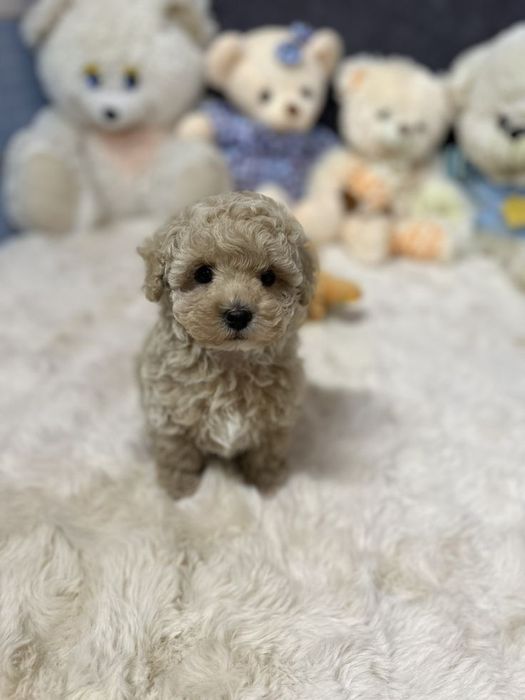 Кучеряві цуценята мальтипу — радість у домі