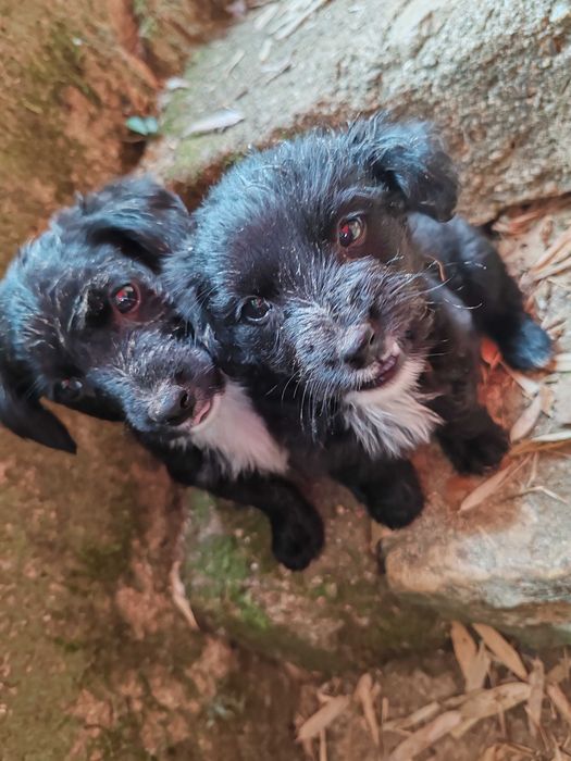 Cachorrinhos nascidos a 1 de Maio, so para quem vacinar contra parvovirose