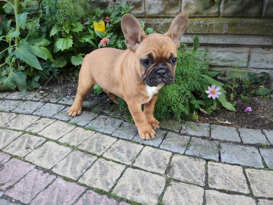 Buldog francuski szczenię