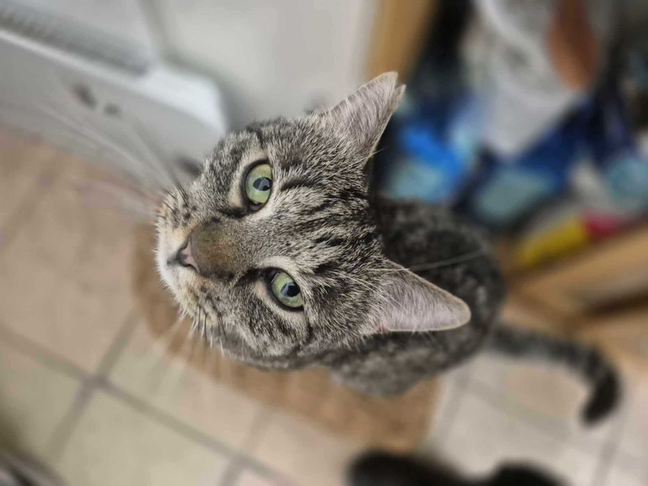 Kotek Poncz szuka domu!