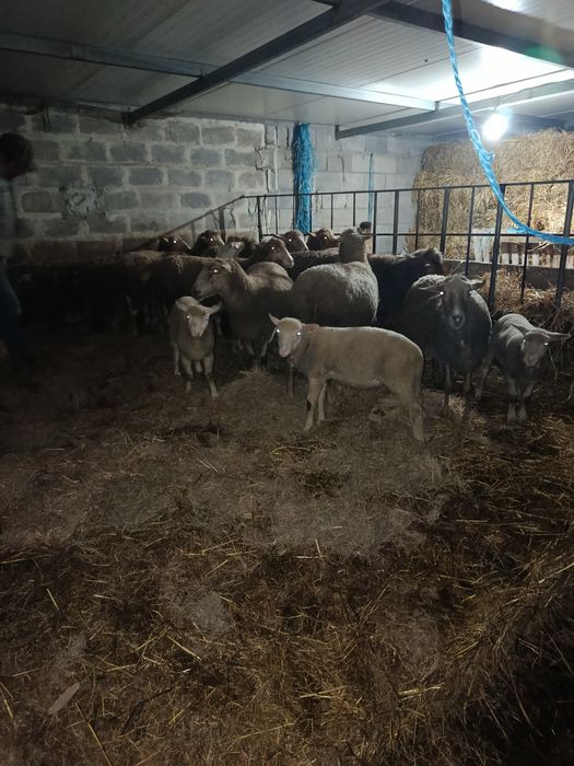 Borregos cruzados de Ile France