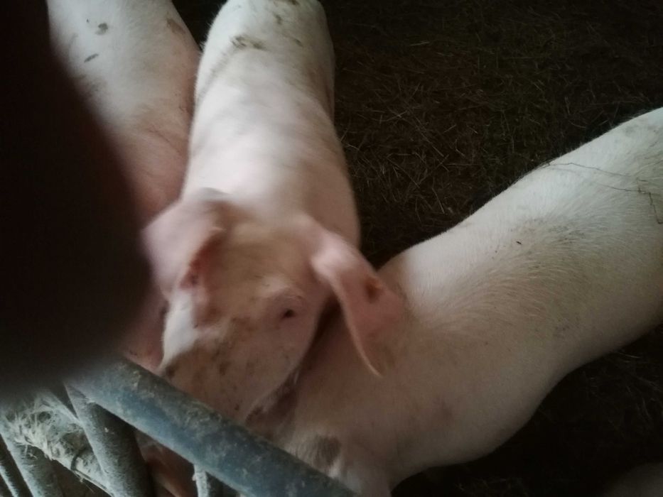 Maciora loszki loszki