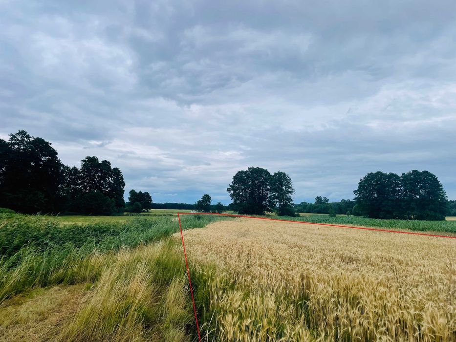 1,62 ha Siedlisko 4 ary, działka orna i łąki Trojanów gm. Mrozy. Zostań rolnikiem. - Widok 5