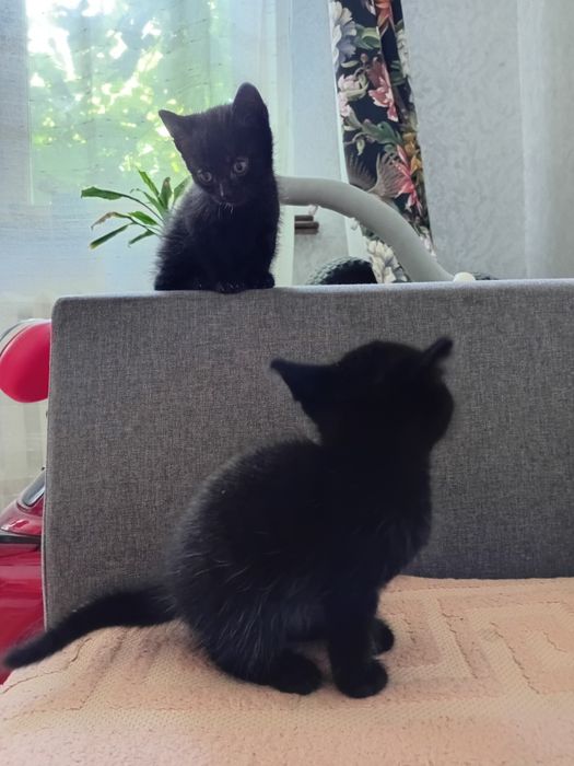 Отдам котят в добрые руки