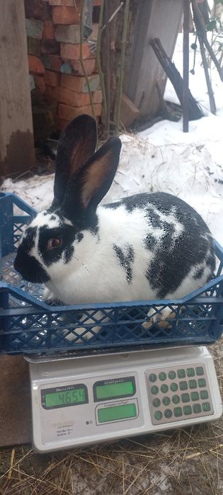 Продам кроликів різних порід,самки і самці.