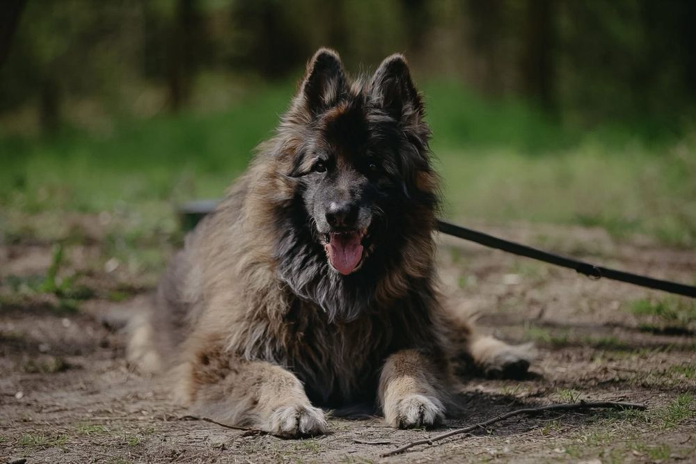 Rocky do adopcji