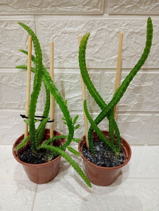 Інжир, гранат пепіно екзотичні рослини