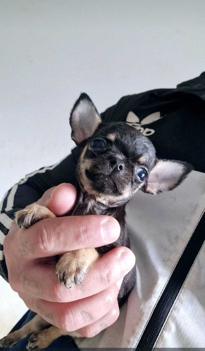Chihuahua  mesmo pequeno