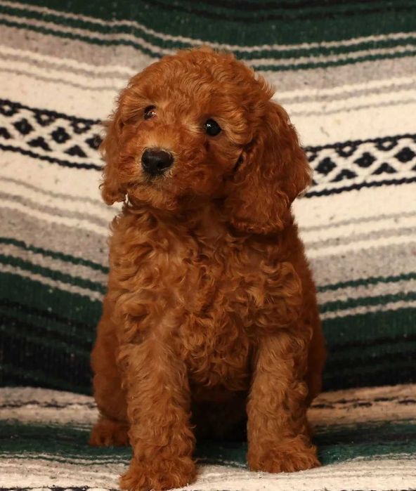 Goldendoodle disponível