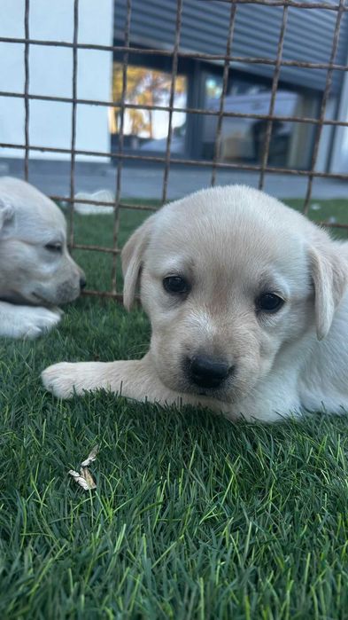 Cachorro Labrador com LOP