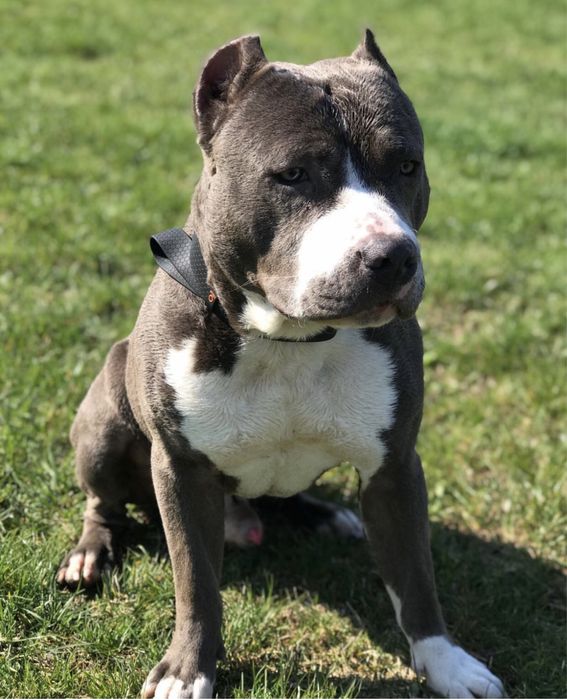 Стафорд.Амстафф.Американський Стафордширський терьєр