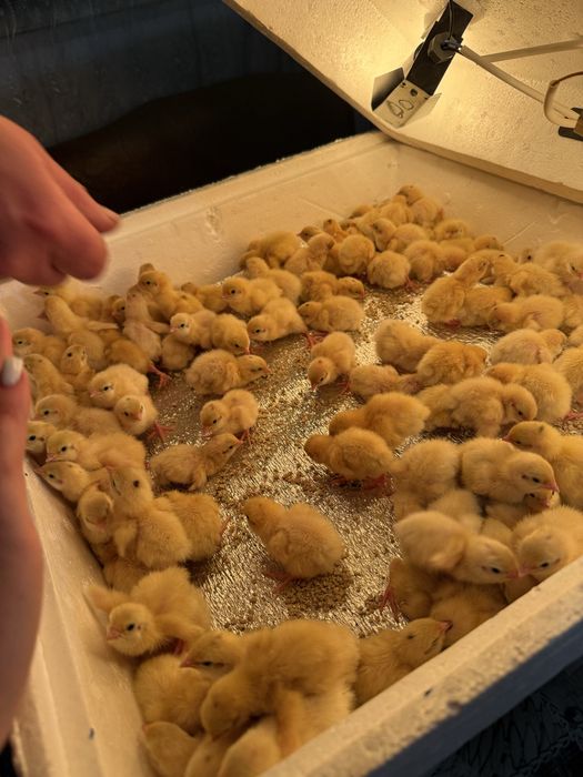 Продам перепілки різного віку породи Техас