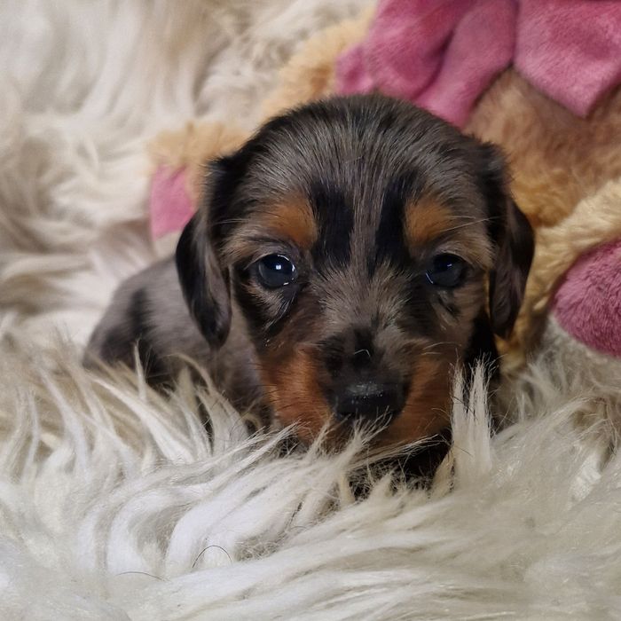 **HEIDY**jamnik miniaturowy sunia  blue merle krótkowłosa