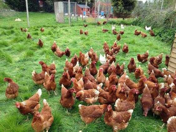 кури ломан браун