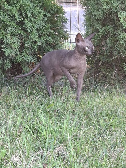 Uroczy czarny kocurek FPL  adopcja płatna