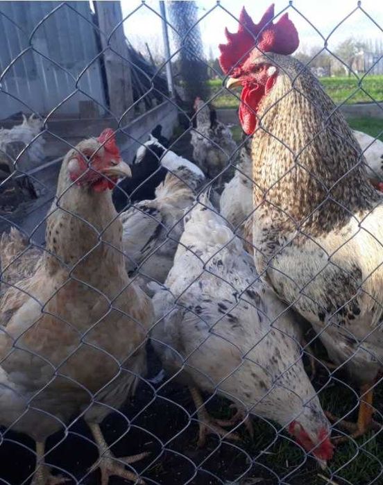 Свежайшие Инкубационное яйцо МастерГрей , Доминант