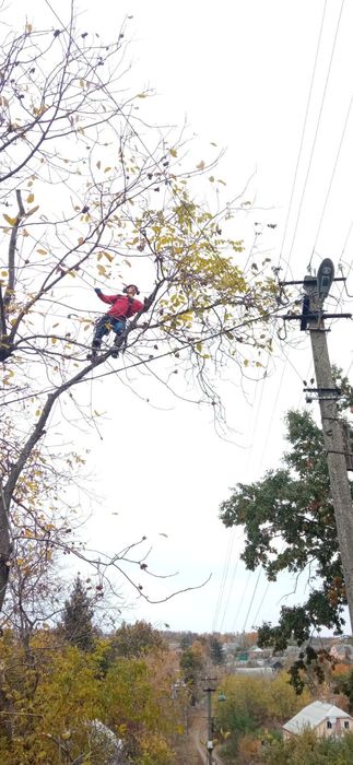 Зріз дерев. Спил деревьев. Обрізка дерев.Обрезка. Срезать ветку.