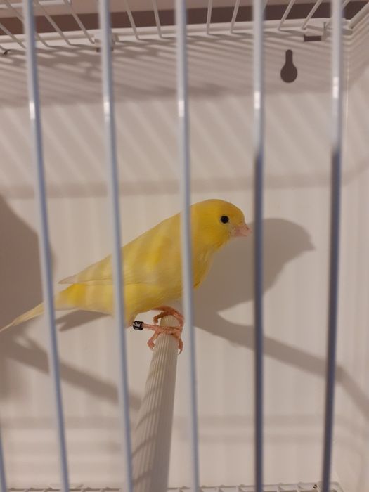 Sprzedam kanarki żółte koroniaki Niemieckie150 szt