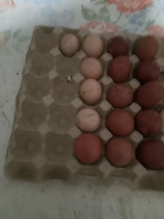 Яйце для інкубації. Півнів півники