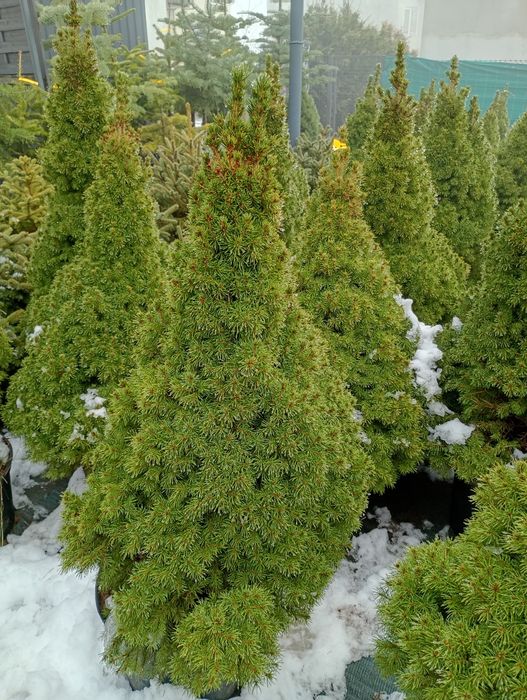 Świerki CONICA i gniazdkowe