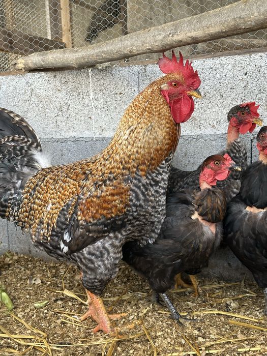 Vendo galinhas a por