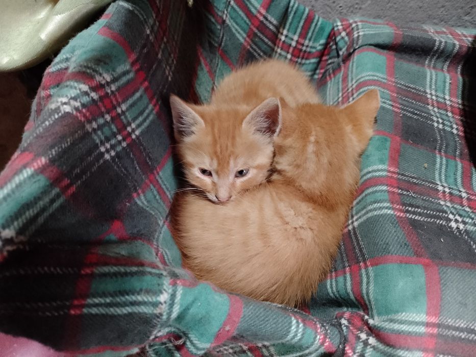 Отдам котёнка в заботливые руки .